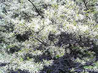 トã‚ワマンサク群生地